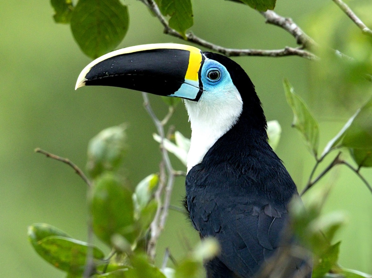 White-throated Toucan - ML644084080