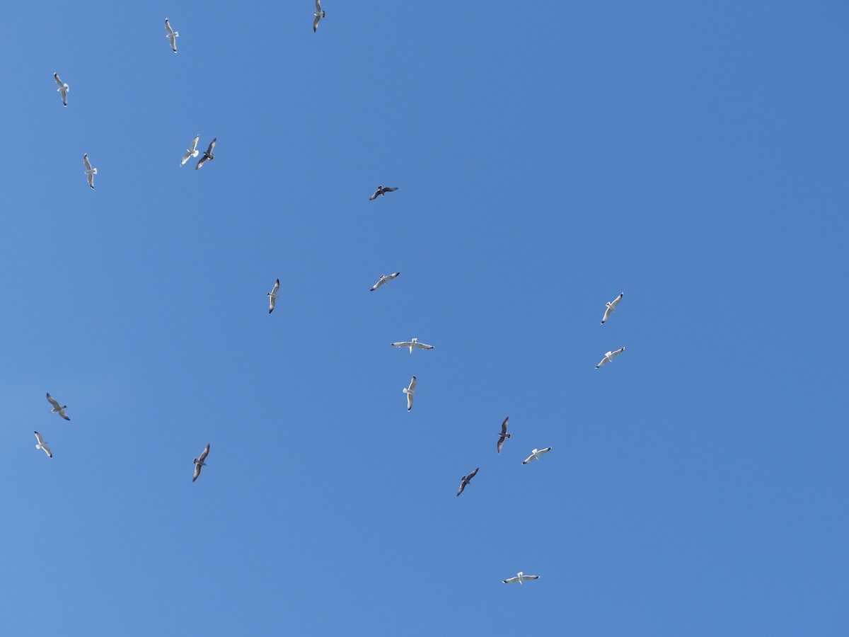 Larus sp. - ML644084093