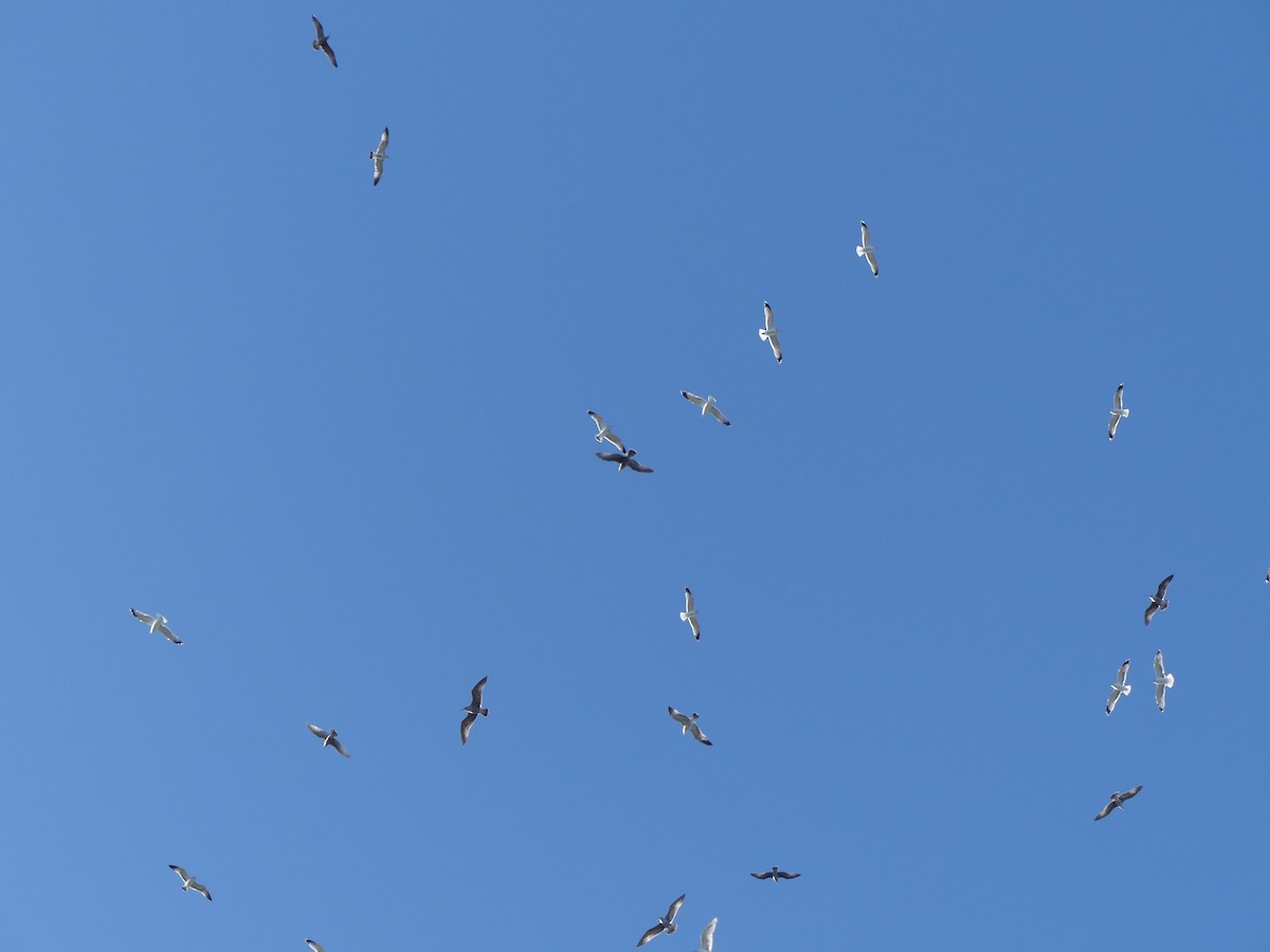 Larus sp. - ML644084094