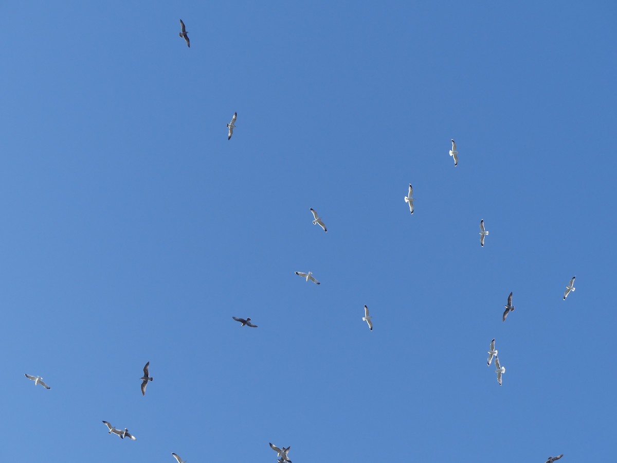 Larus sp. - ML644084095