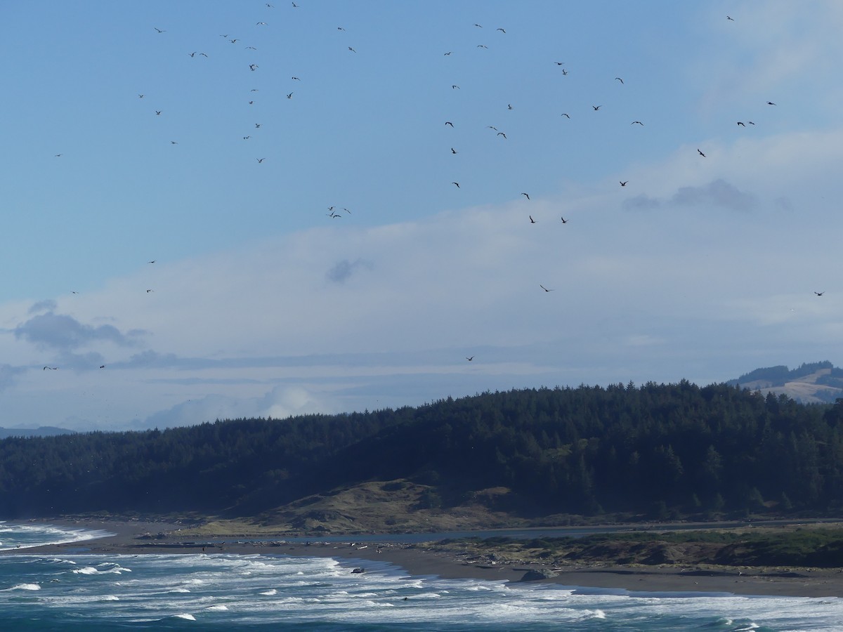 Larus sp. - ML644084096