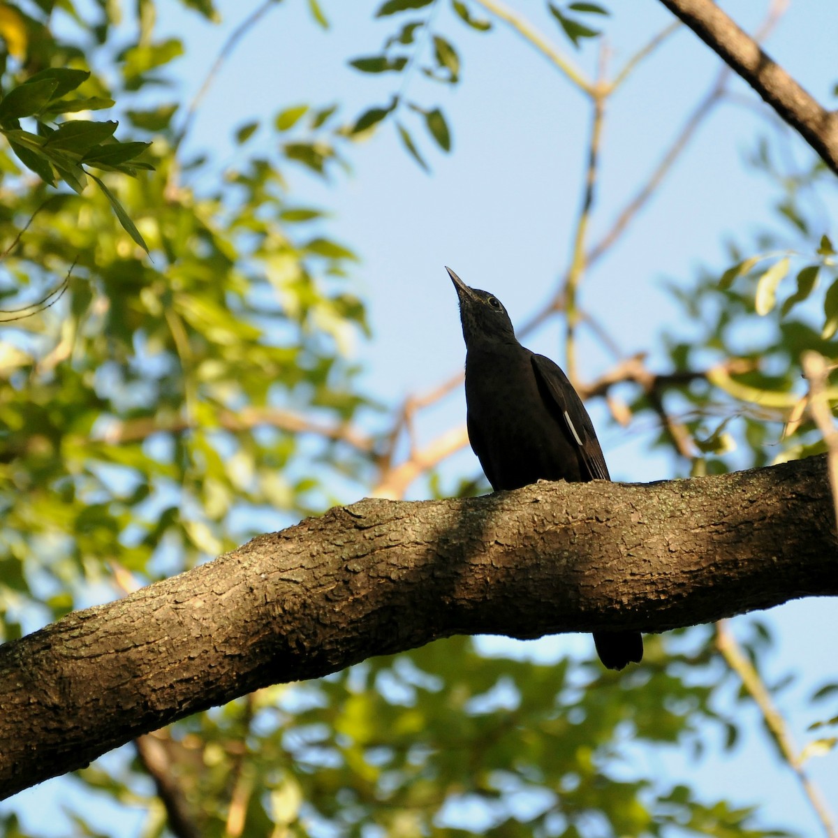 mandarintrost - ML644084097