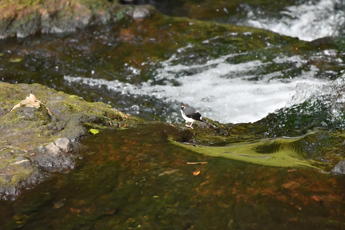 Sunda Forktail - ML644084101