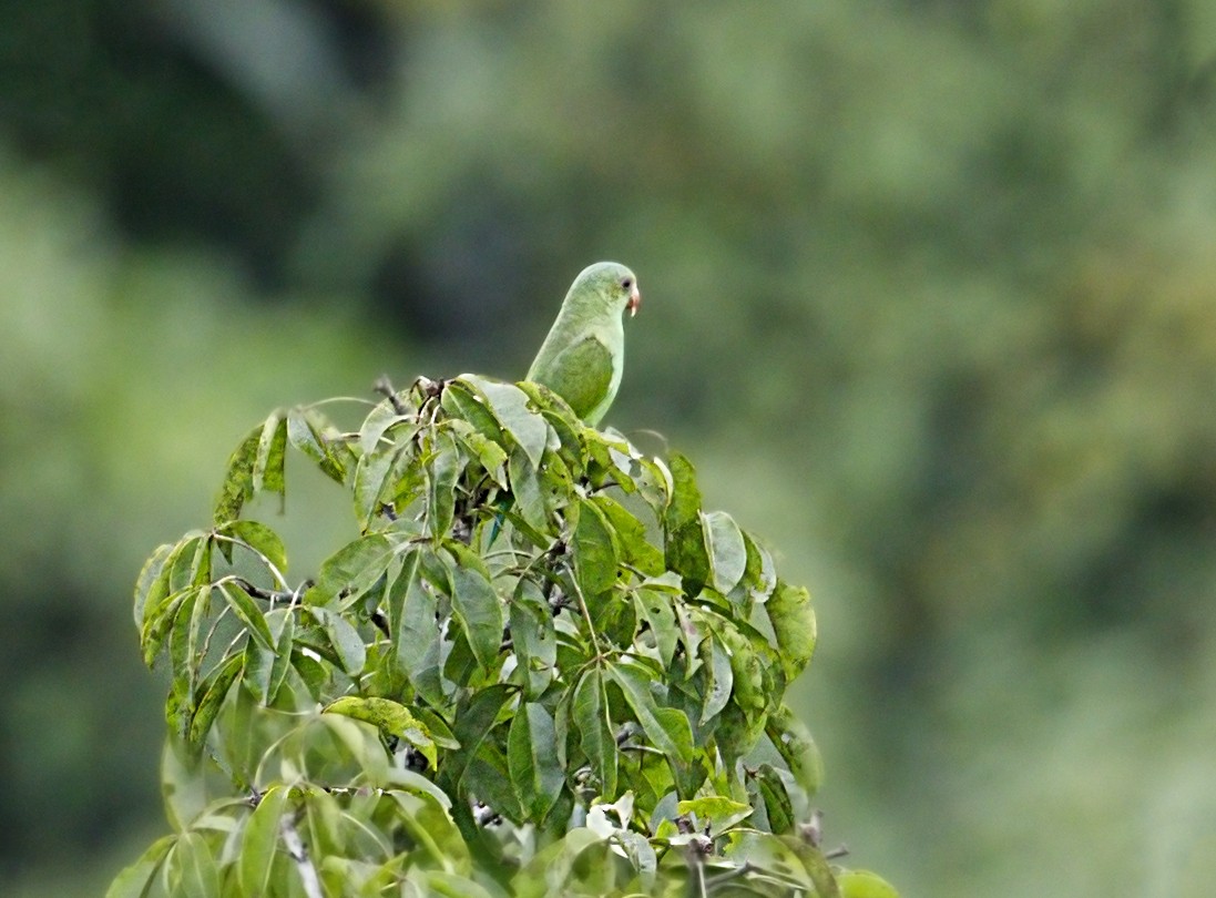 Cobalt-winged Parakeet - ML644084114
