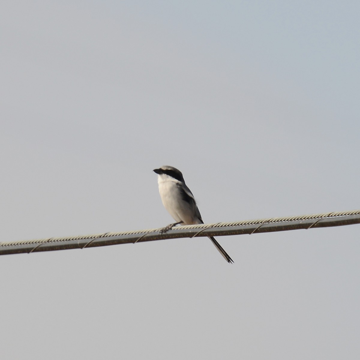 Loggerhead Shrike - ML644084117