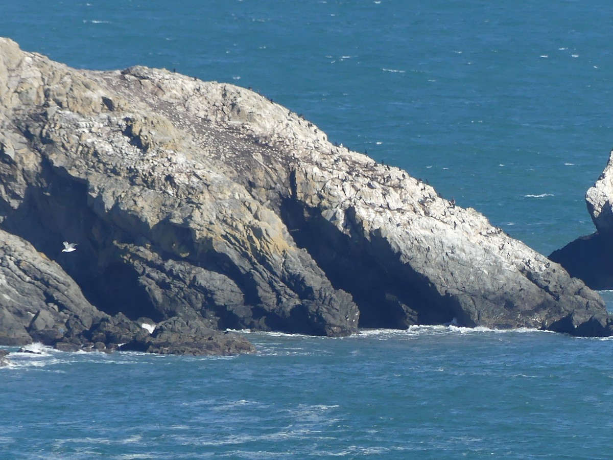 cormorant sp. - ML644084119