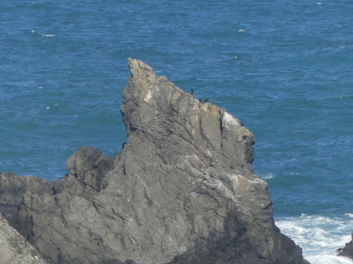 cormorant sp. - ML644084120