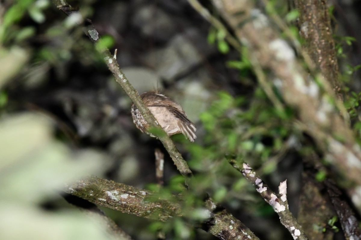 lelkoun jávský - ML644084124