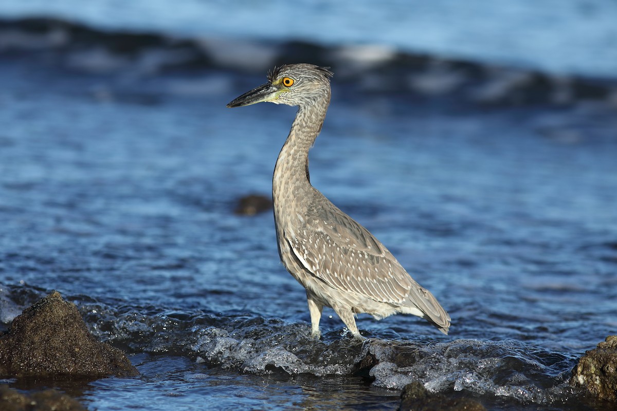 Yellow-crowned Night Heron - ML644084145