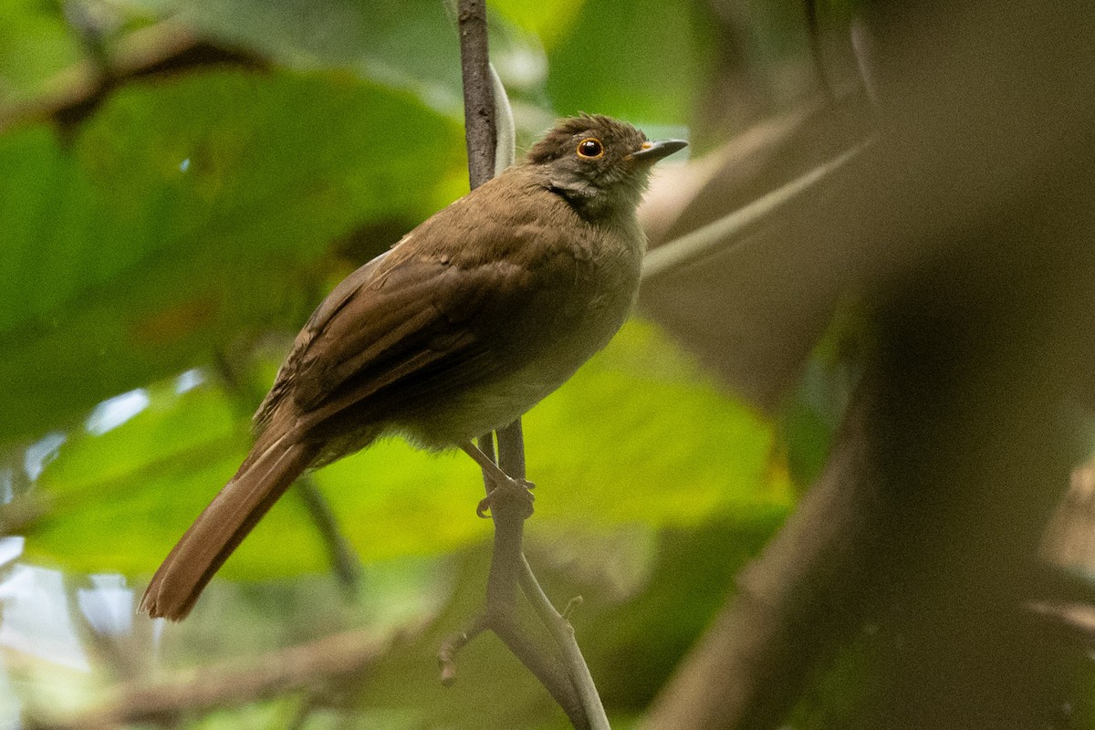 bulbul brýlatý - ML644084179