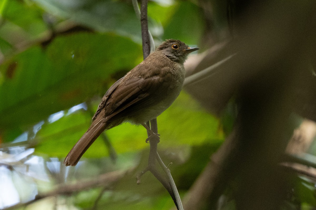 bulbul brýlatý - ML644084180