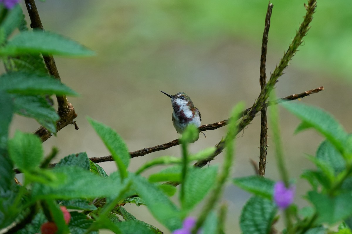 Snowcap - ML644084205