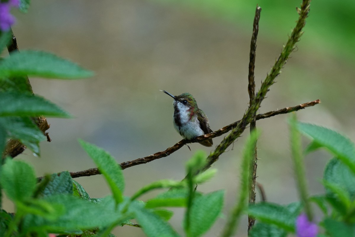 Snowcap - ML644084207