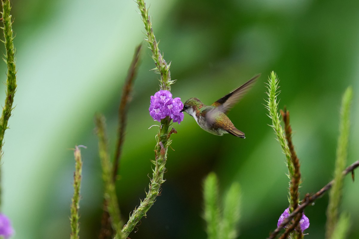 Snowcap - ML644084208