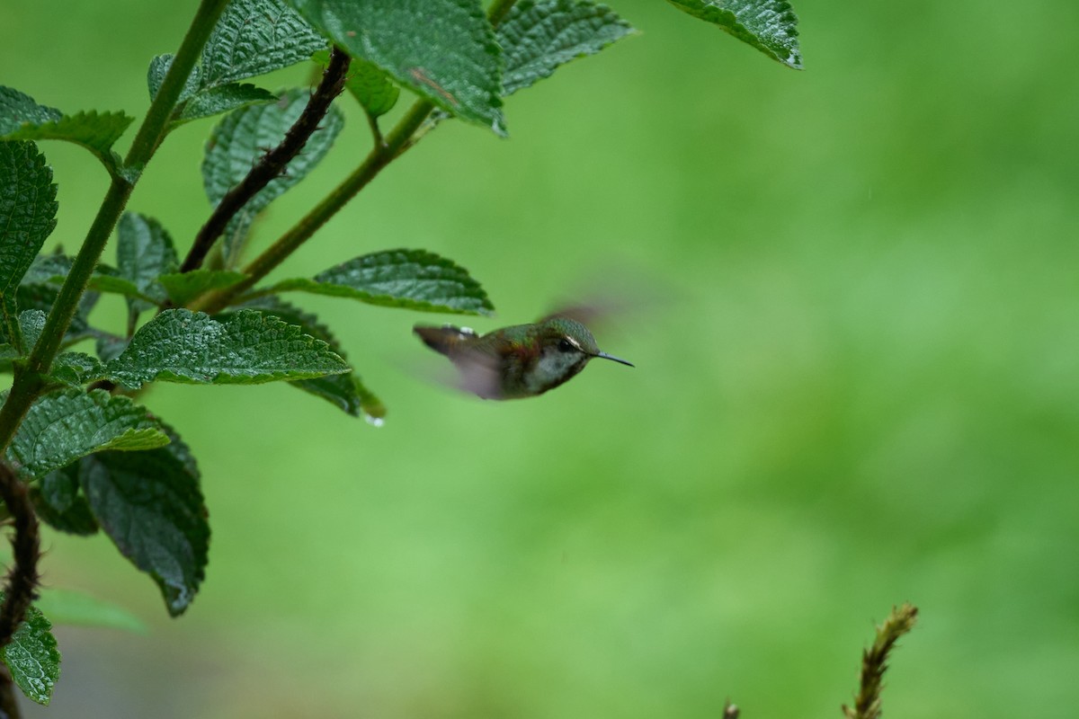 Snowcap - ML644084209