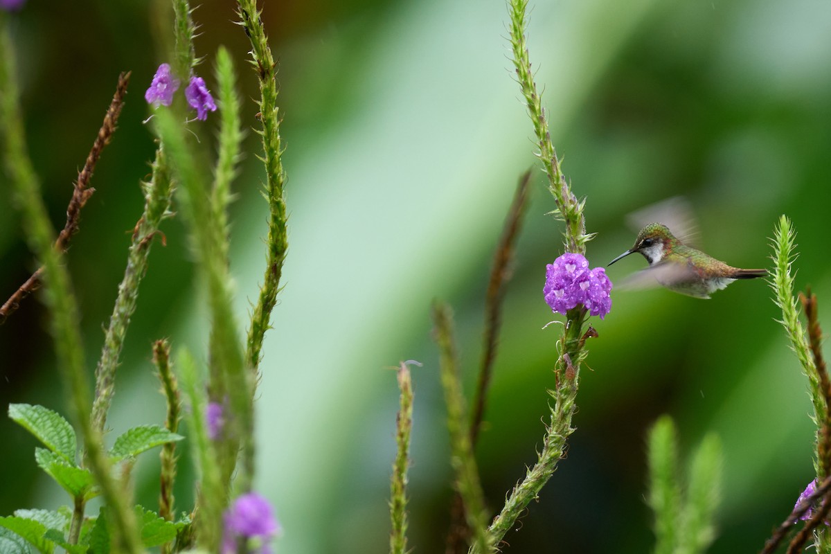 Snowcap - ML644084215