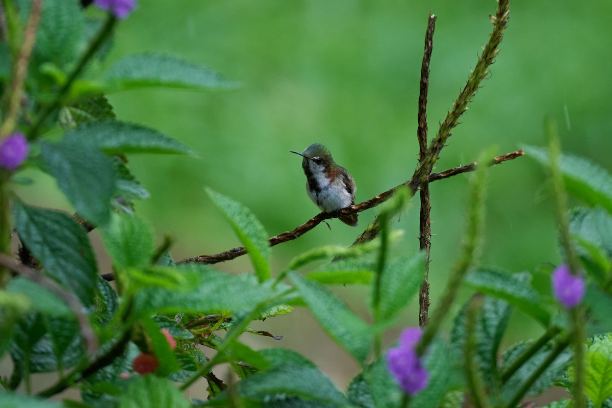 Snowcap - ML644084216