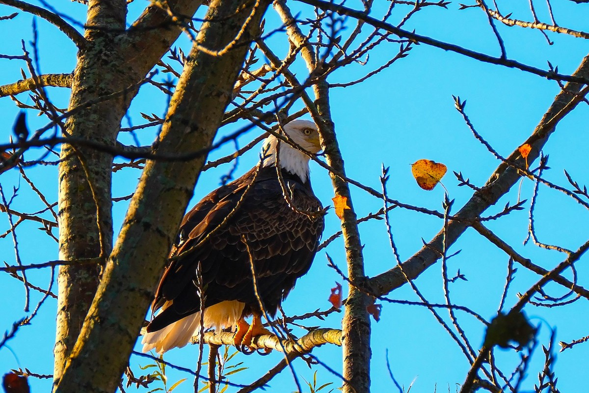 Weißkopf-Seeadler - ML644084230