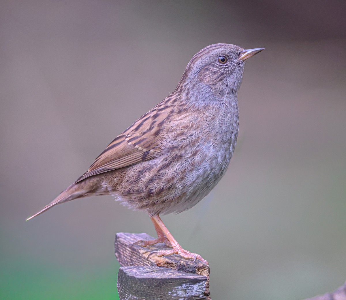 Dunnock - ML644084233