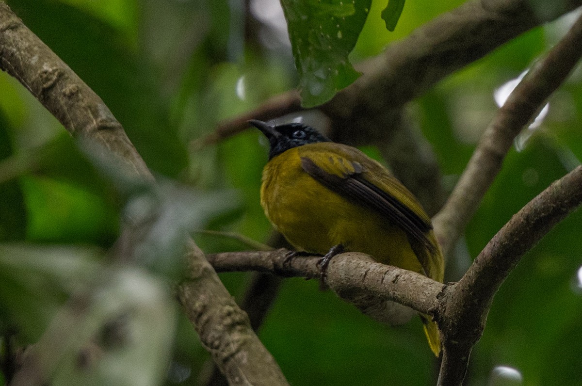 Black-headed Bulbul - ML644084237
