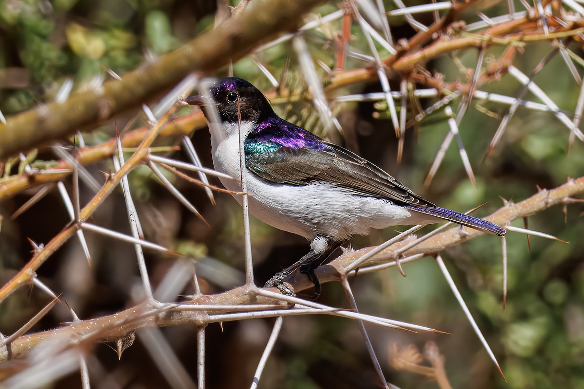 Eastern Violet-backed Sunbird - ML644084247