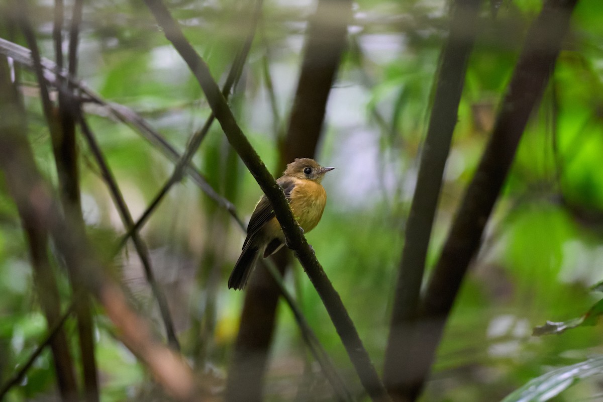 tyranovec sírovokostřecový - ML644084251