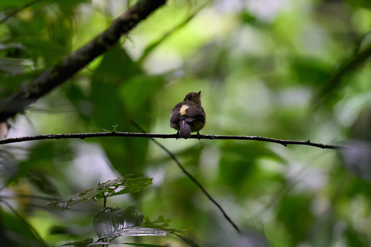 tyranovec sírovokostřecový - ML644084252