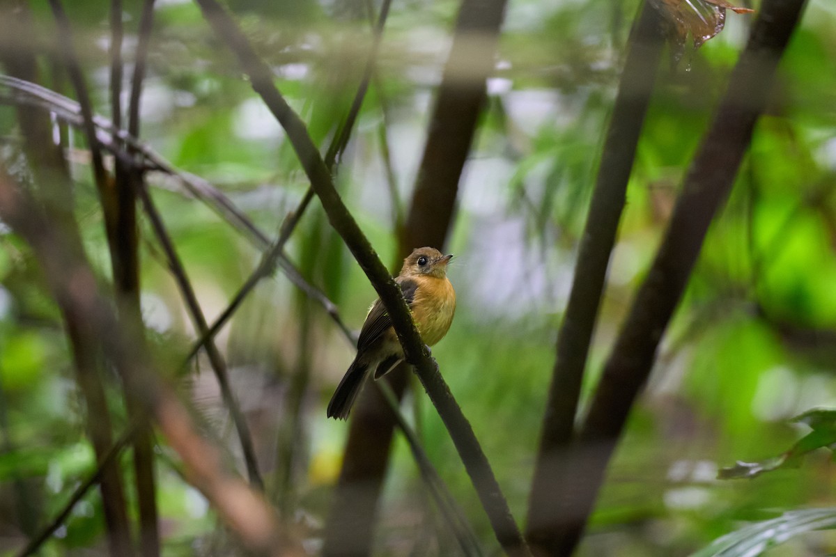 tyranovec sírovokostřecový - ML644084255