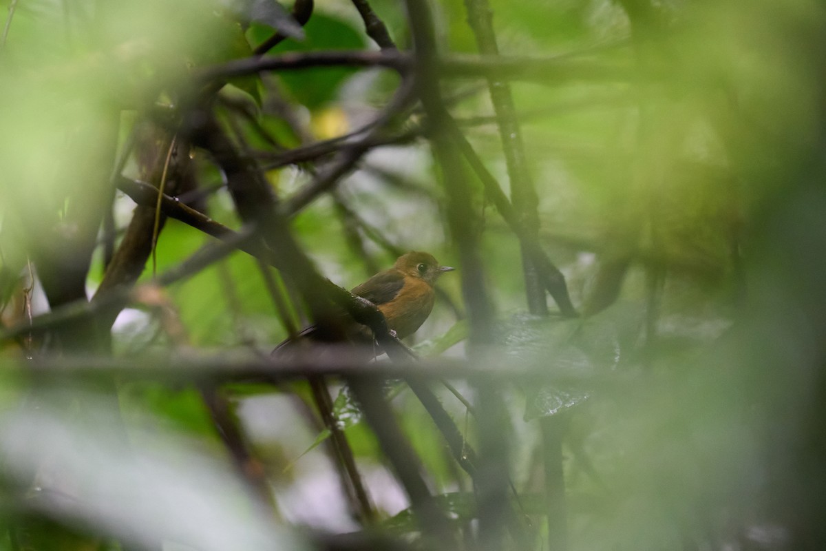 tyranovec sírovokostřecový - ML644084257