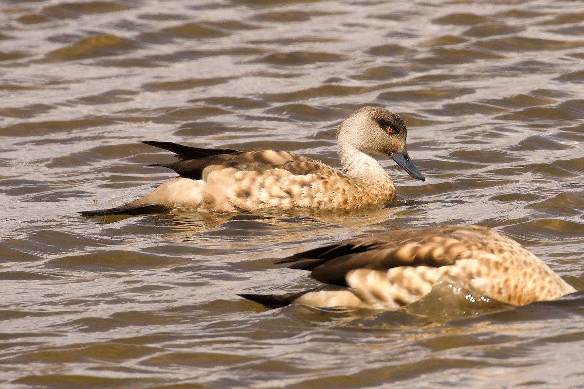 Crested Duck - ML644084288