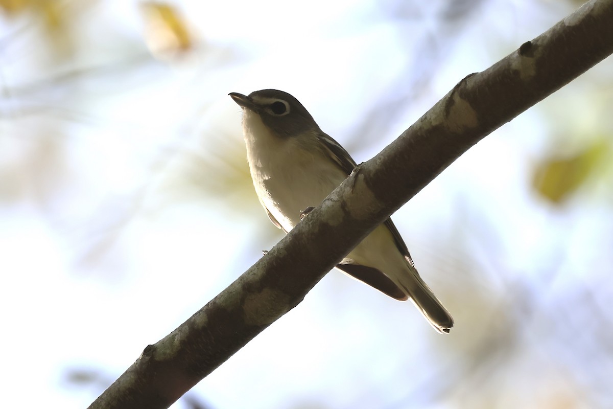 Blue-headed Vireo - ML644084296