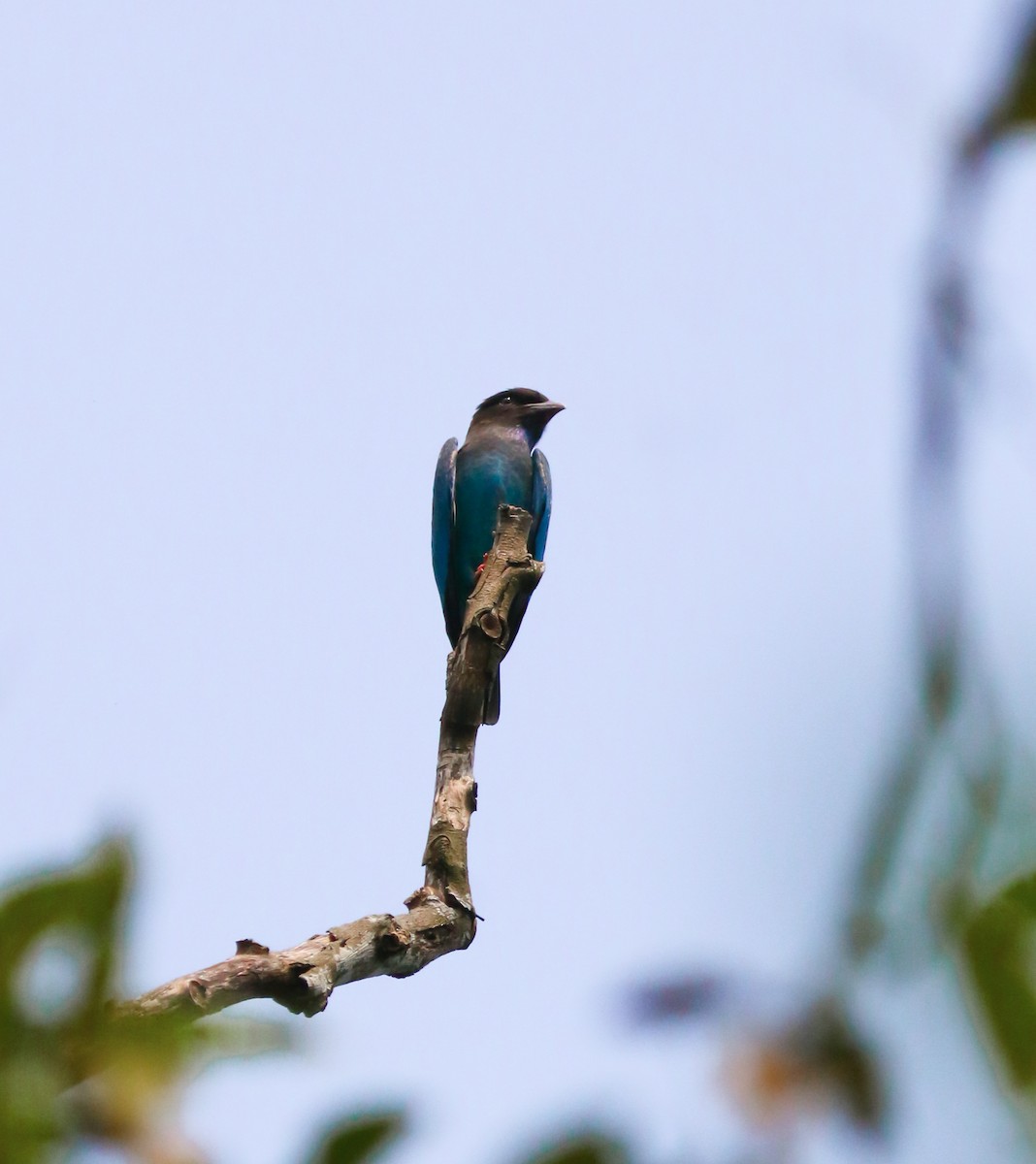 Dollarbird - ML644084307