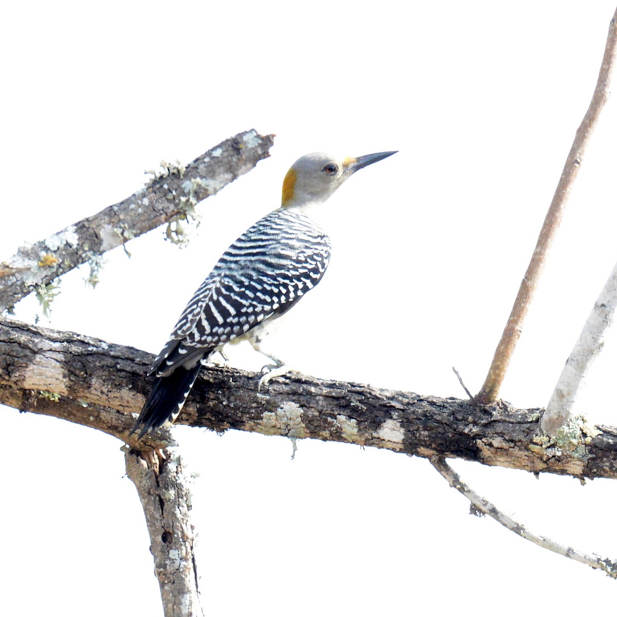 Golden-fronted Woodpecker - ML644084315