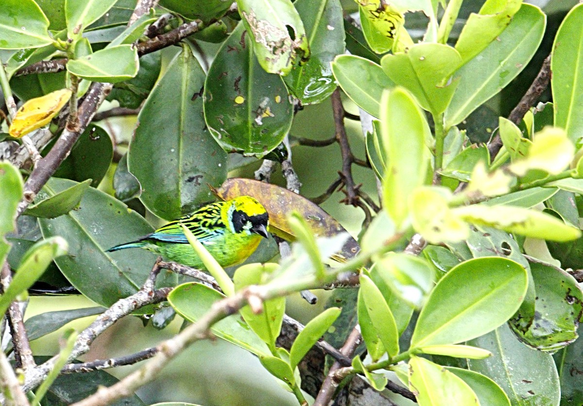 Танагра золотогруда - ML644084317