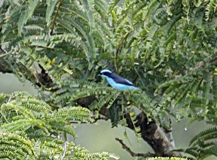 Black-faced Dacnis - ML644084327
