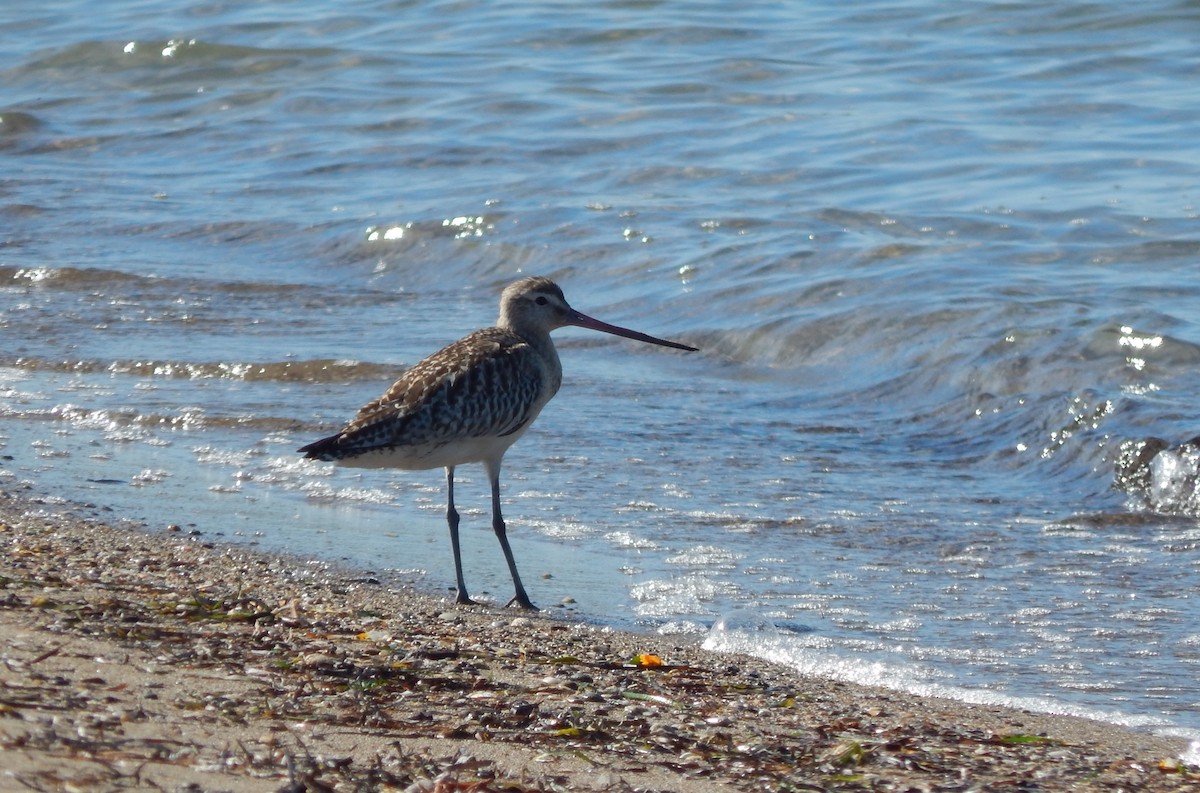Bar-tailed Godwit - ML644084342