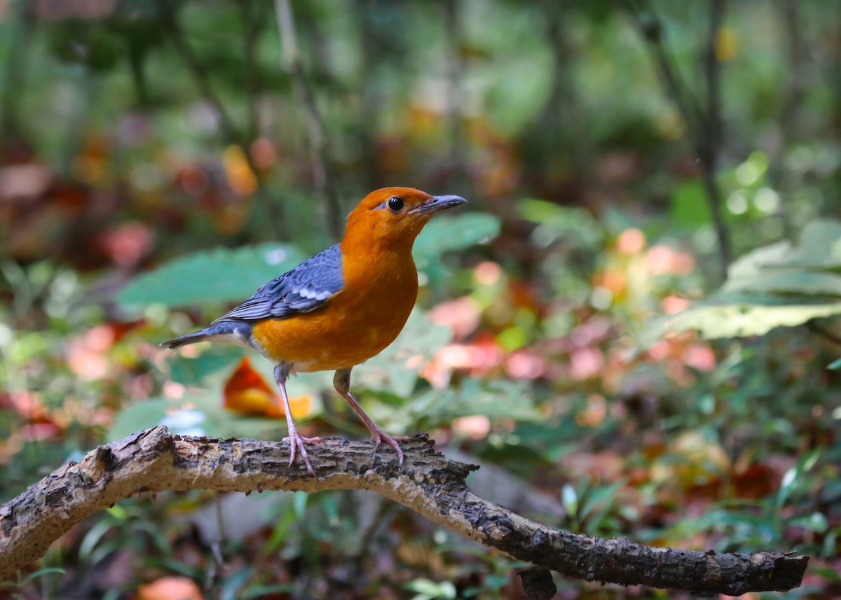 Orange-headed Thrush - ML644084347