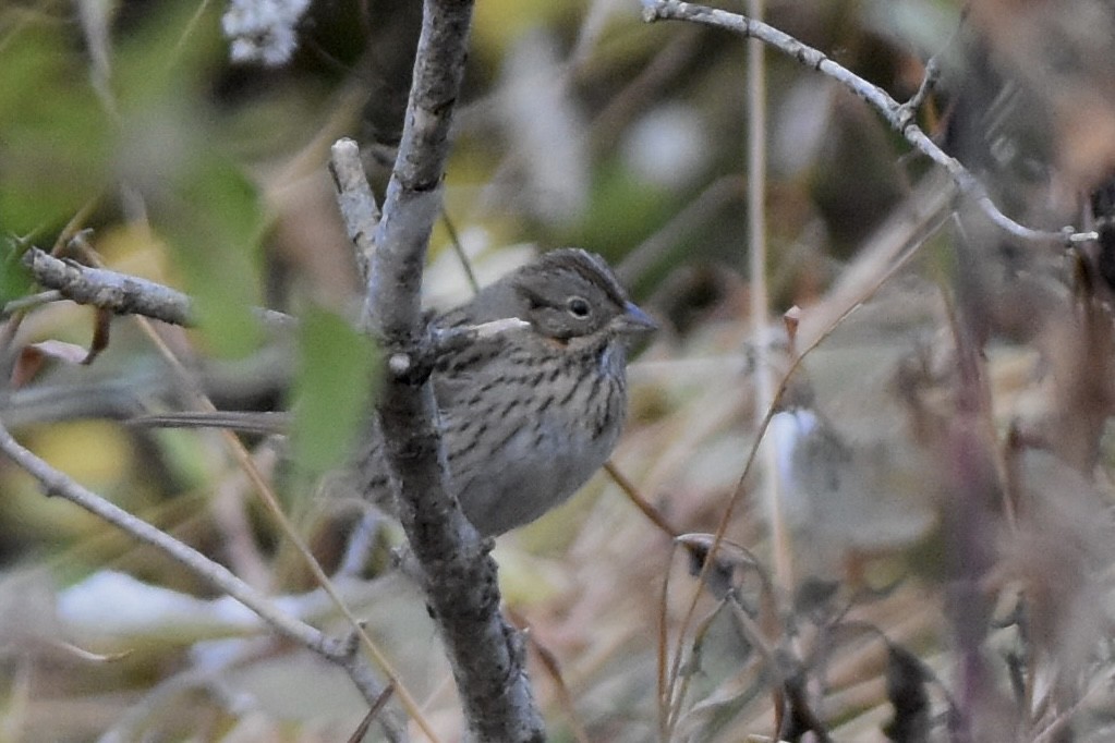 Lincoln's Sparrow - ML644084348