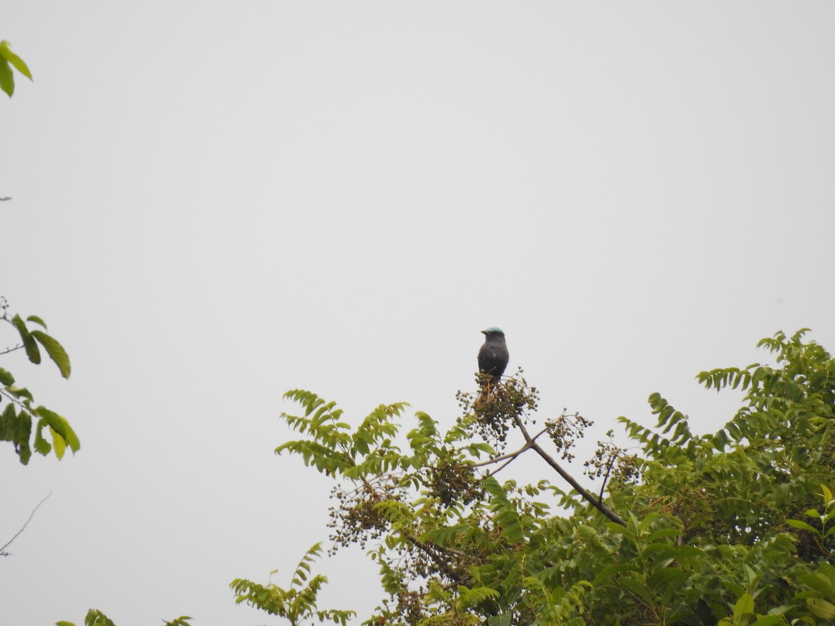 mandelík celebeský - ML644084362