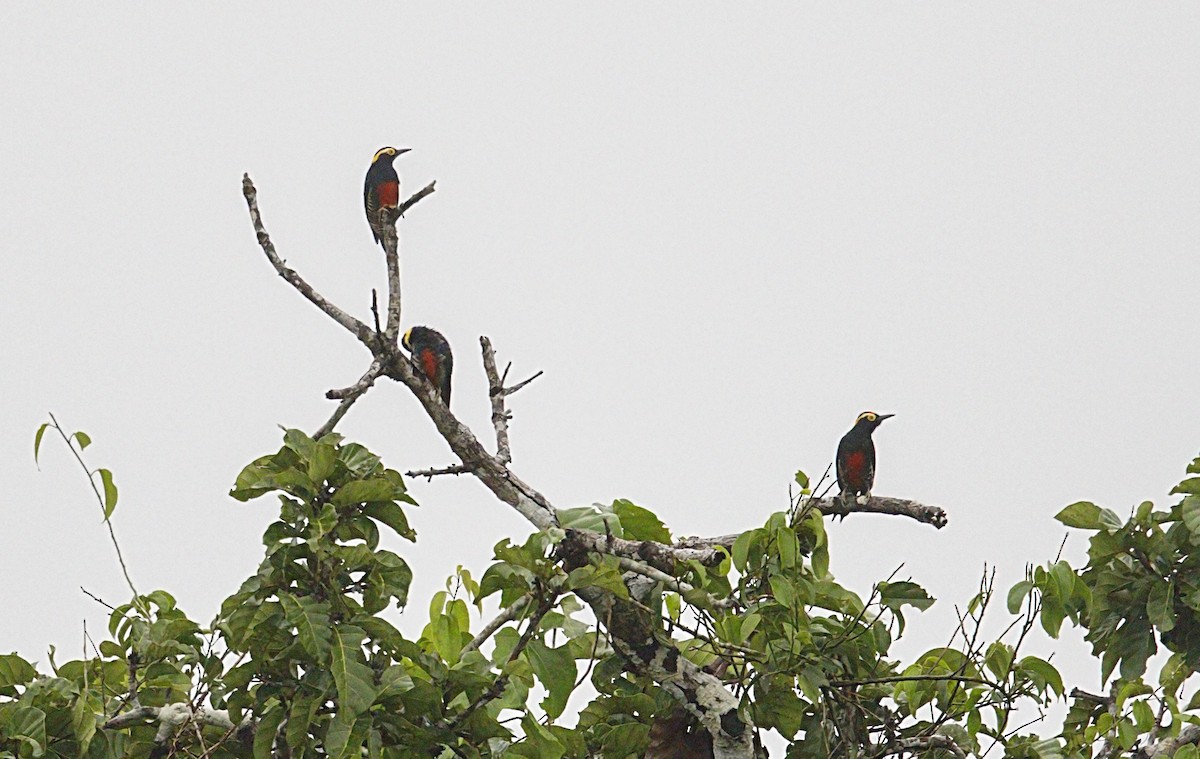 Pic à chevron d'or - ML644084365