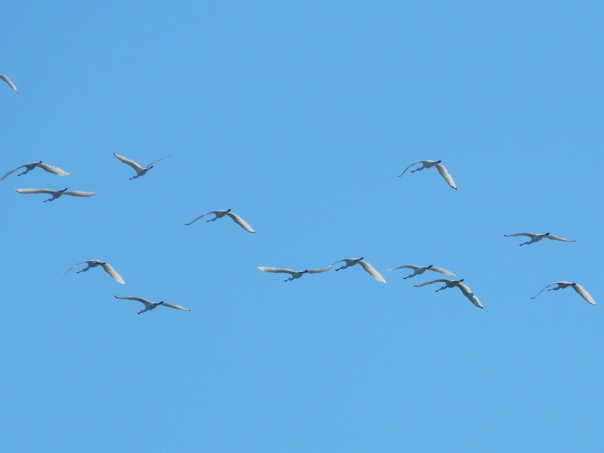 Eurasian Spoonbill - ML644084378