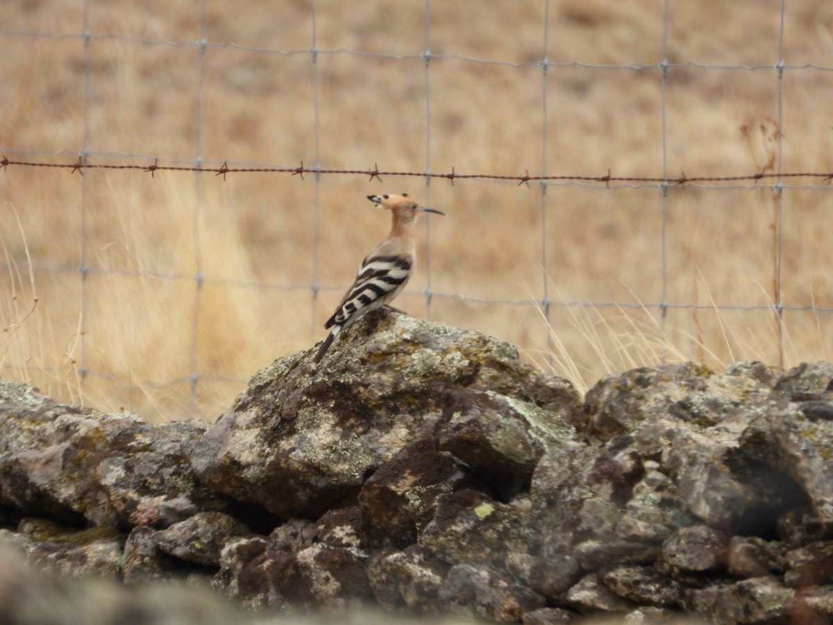 Eurasian Hoopoe - ML644084397
