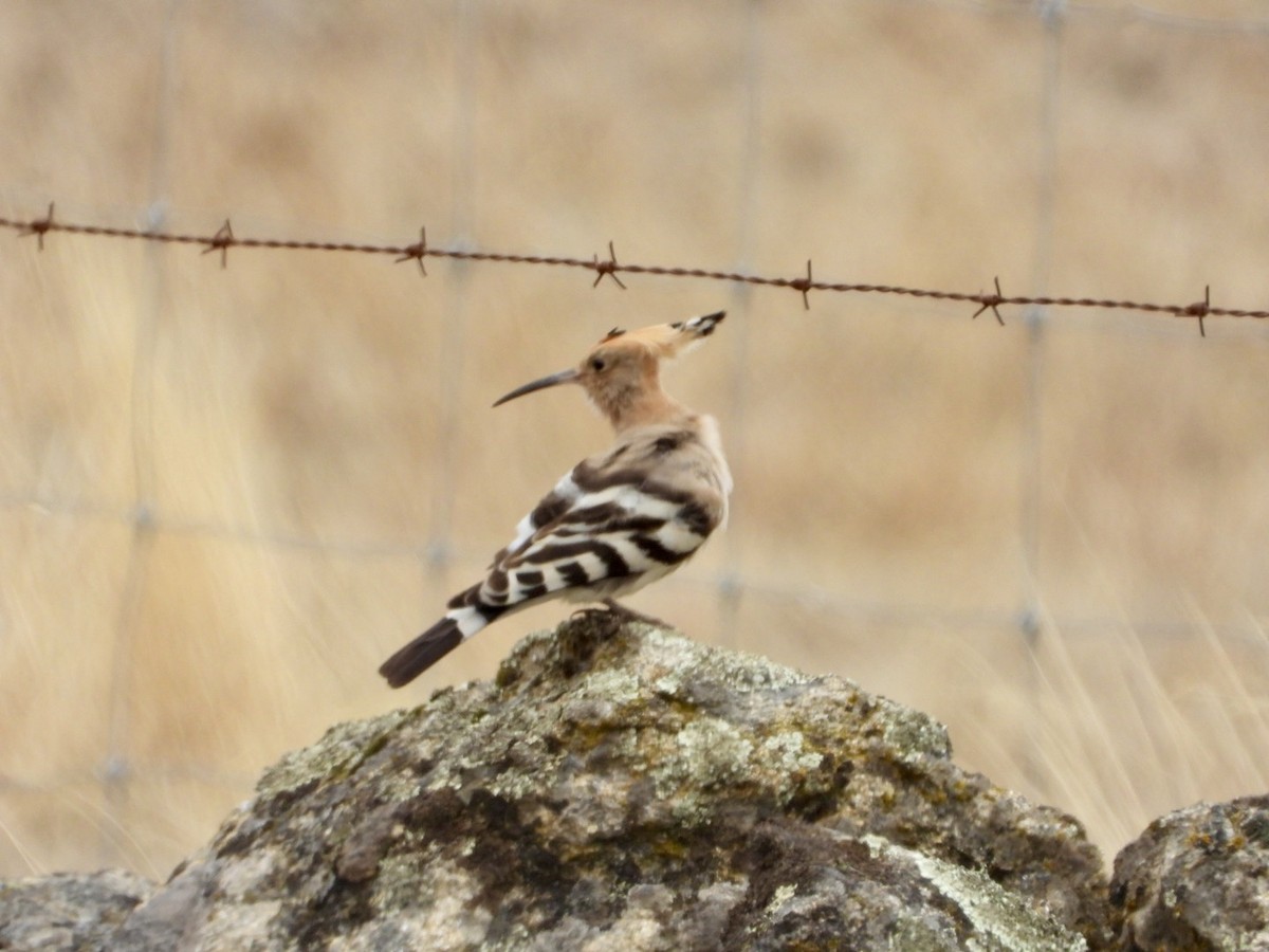 Eurasian Hoopoe - ML644084398