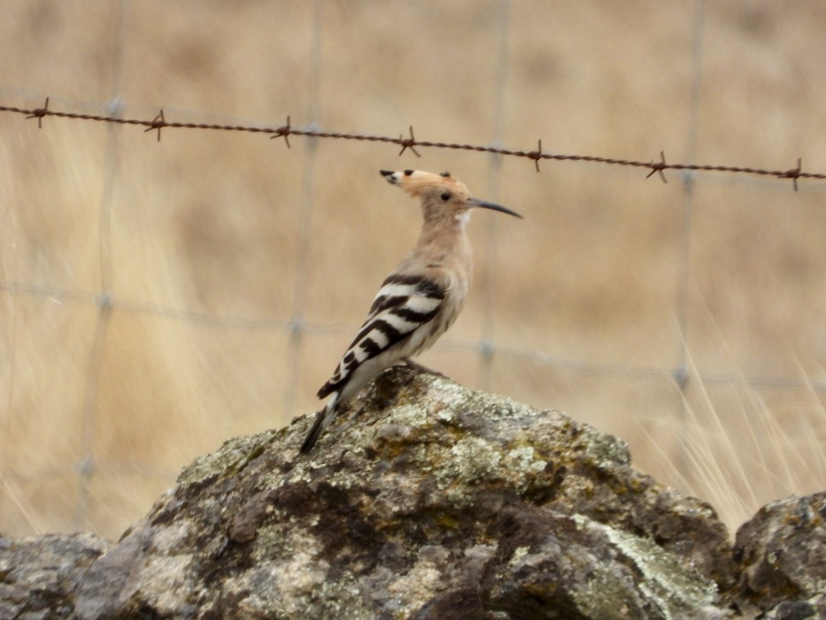 Eurasian Hoopoe - ML644084399