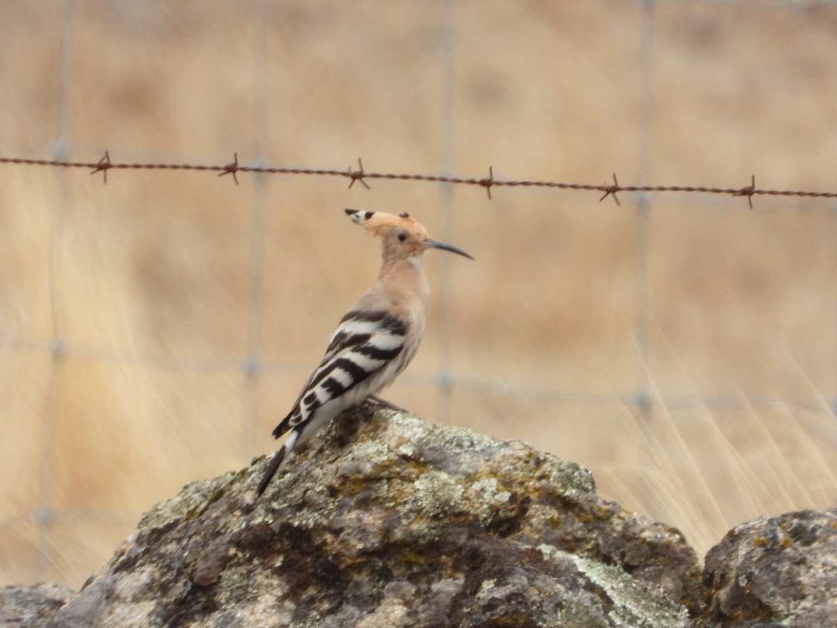 Eurasian Hoopoe - ML644084400