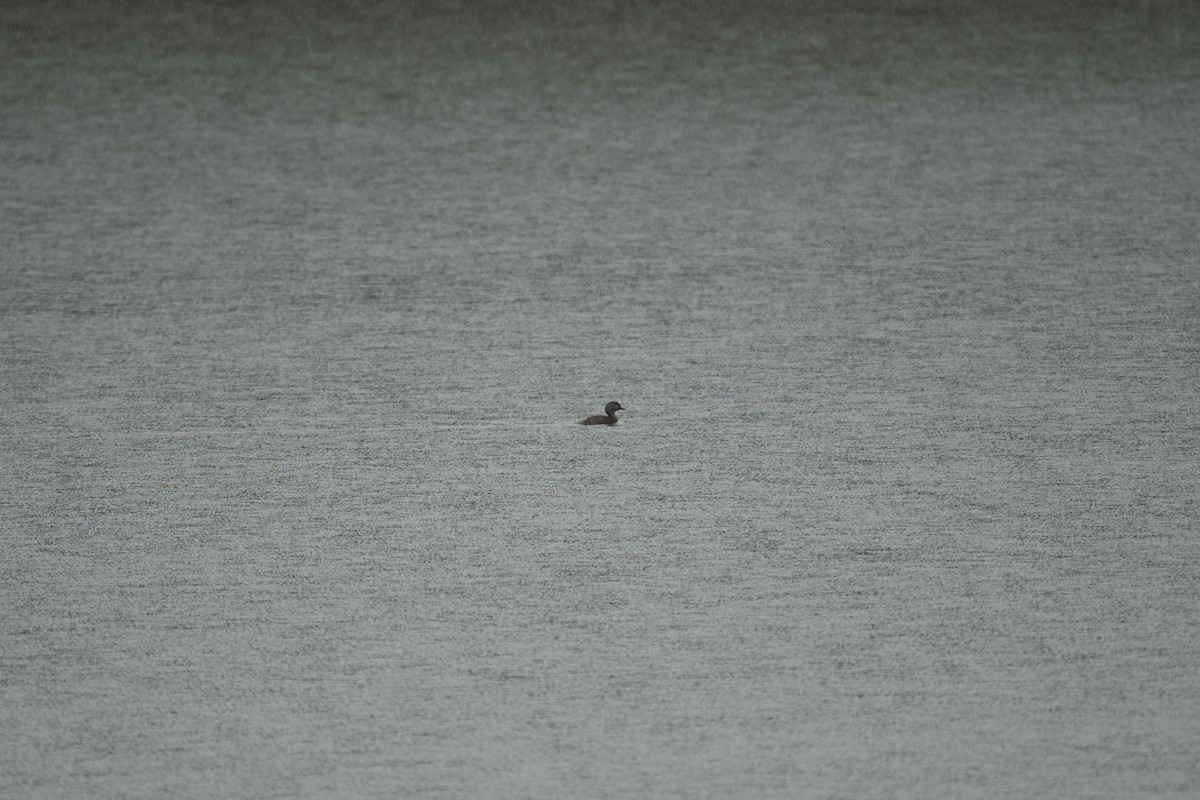 Least Grebe - ML644084407
