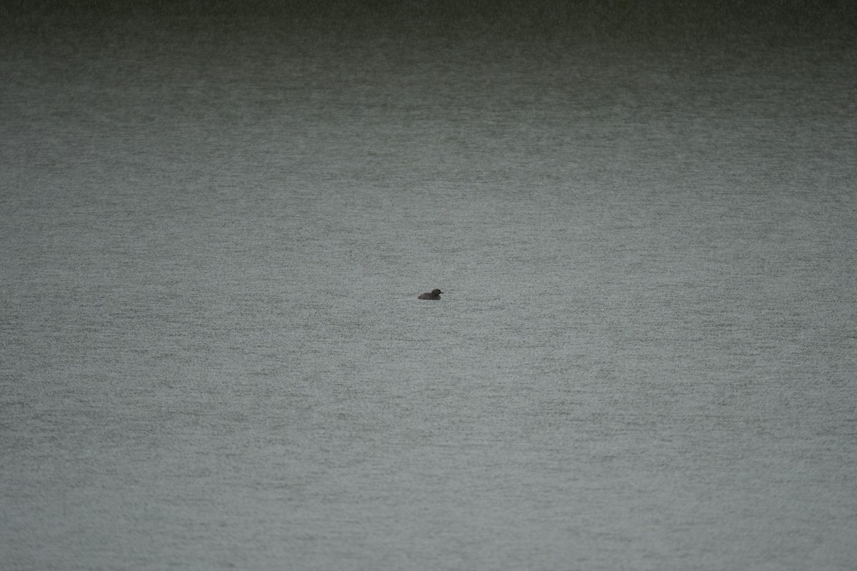 Least Grebe - ML644084408