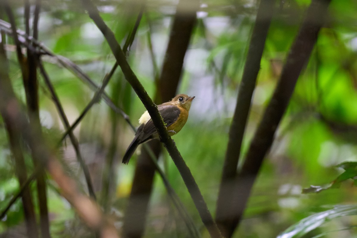 tyranovec sírovokostřecový - ML644084417