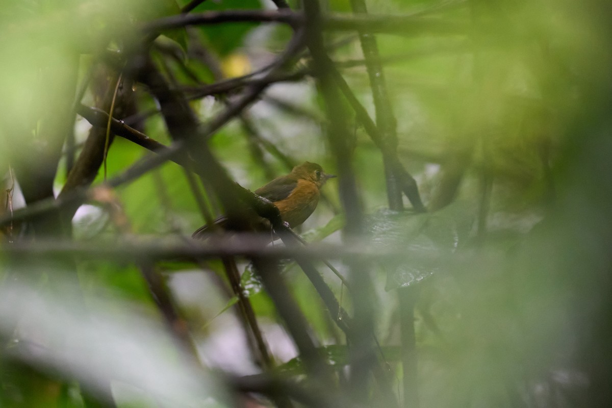 tyranovec sírovokostřecový - ML644084418