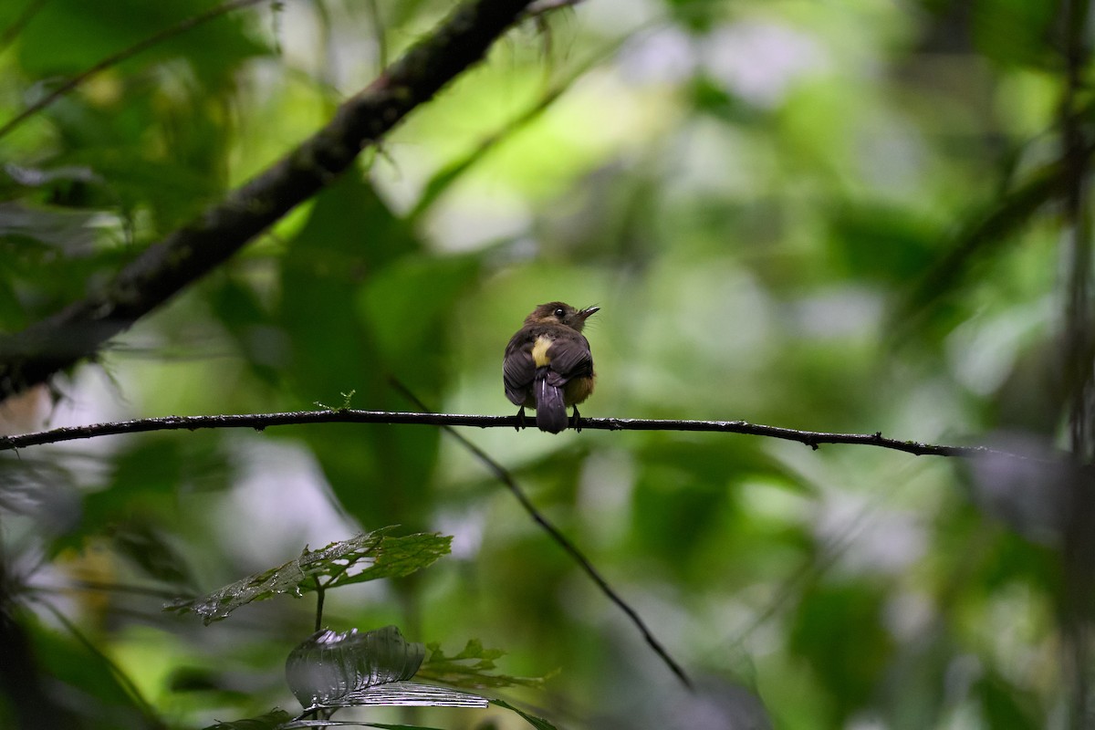 tyranovec sírovokostřecový - ML644084422